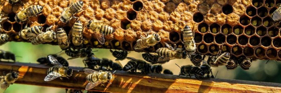 La cire d’abeille pour les meubles