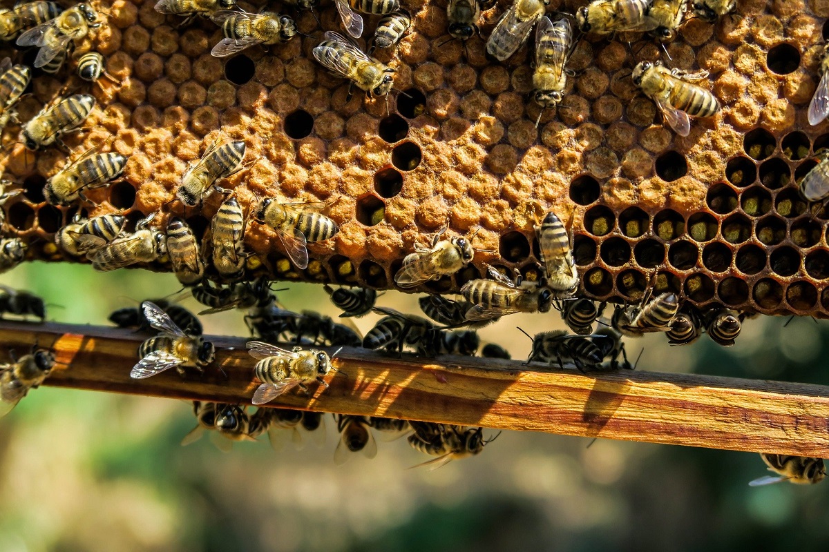 La cire d'abeille pour les meubles